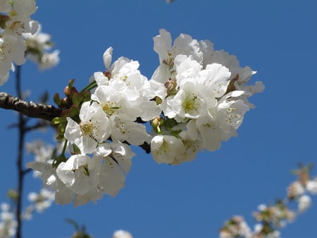 cherry blossoms - flowers, day, nature, cherry blossoms