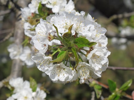 cherry blossoms - flowers, day, nature, cherry blossoms