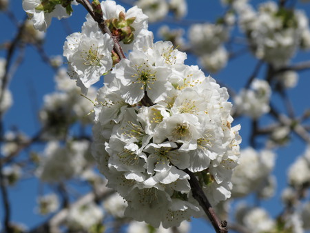 cherry blossoms - flower, day, nature, cherry blossoms