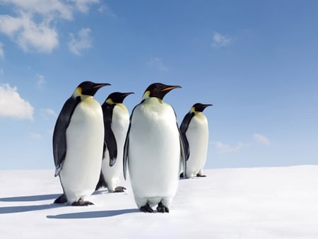 He Went That A Way - snow, emperor, blue sky, penguin