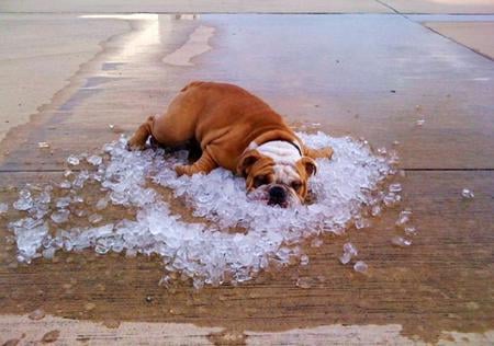 Sure is hot - english bull, lying down, ice chips, brown and white, dog