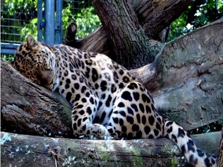 sleeping- beauty - tige, sleeping, beauty, zoo