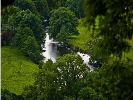 cool summer day - trees, cool, day, green, summer