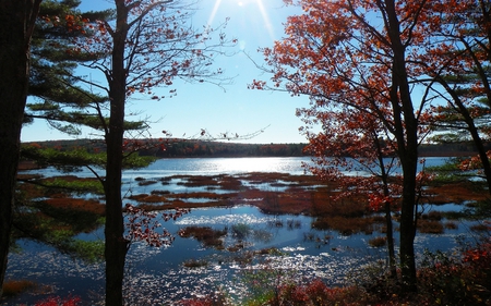 last gasp of autumn - last, trees, gasp, autumn