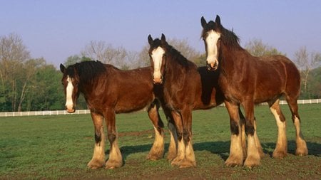 Horse trio - trio, horse, animal, grass