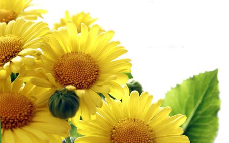 Sunf - flower, yellow, sunflower, petal