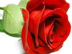 Pretty red rose