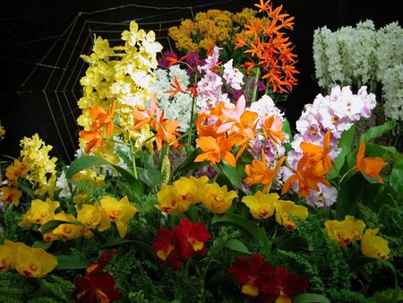 Greenhouse flowers - bouquet, flower, nature, petal