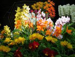 Greenhouse flowers