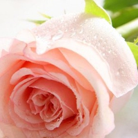 Pink rose