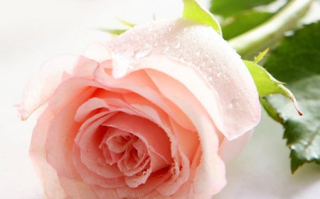 Pink rose - leaf, pink, rose, petal