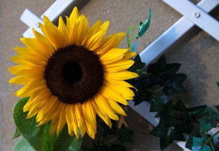 sunflower - flower, yellow, sunflower, nature