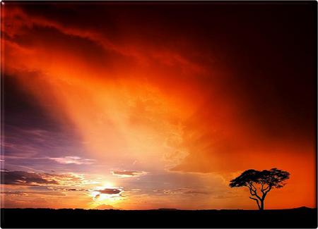 Tree in the sunset sky - sky, silhouette, evening, clouds, red, orange, tree, gold