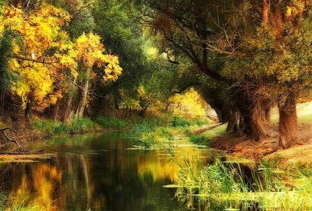 Day in the forest - reflections, autumn, trees, sunlight, forest, stream, plants