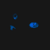 Glowing cat eyes