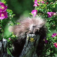 Porcupine Amongst The Flowers