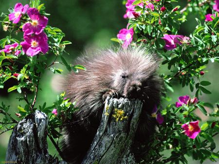 Porcupine Amongst The Flowers - critter, cute, flowers, blooms, tree, log, claws