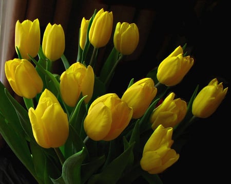 tulips - nice, superrrr, photography, good, tulips, bouquet, cool, yellow, 2011, beautiful, green, tulip, flowers, photo