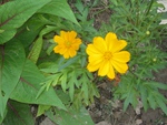 yellow flowers