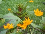 yellow flowers