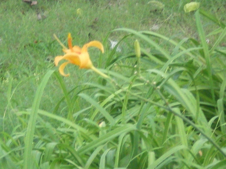 yellow flower - flowers, flower, yellow, nature