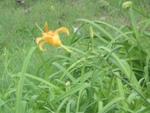 yellow flower