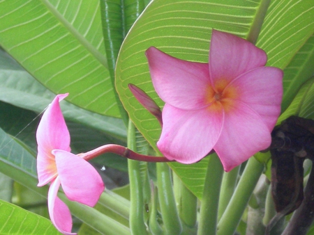 Pink plumeria - nature, flowers, pink plumeria