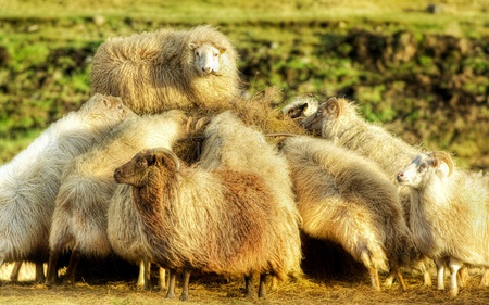 Munchtime - sheep, hay, feeding, fluffy, eating, hdr