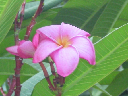 Pink plumeria - nature, flowers, pink plumeria, flower