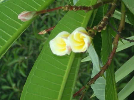 Gorgeous - nature, flowers, gorgeous