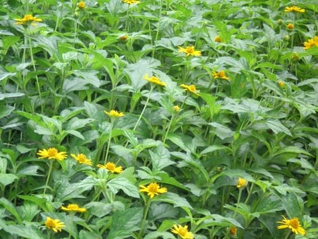 Flowers bed - flowers, nature, flowers bed