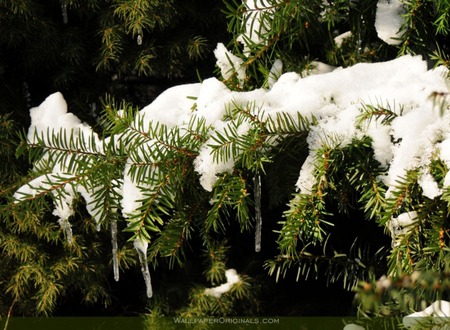 Snow Burdened Pine - ice, trees, pine needles, green, icicle, cold