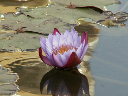 Purple Water Lily - bloom, lotus, water, pond, pads, flower, leaves