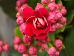 bloomed kalanchoe flowers