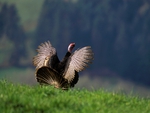 WINGSPAN TURKEY