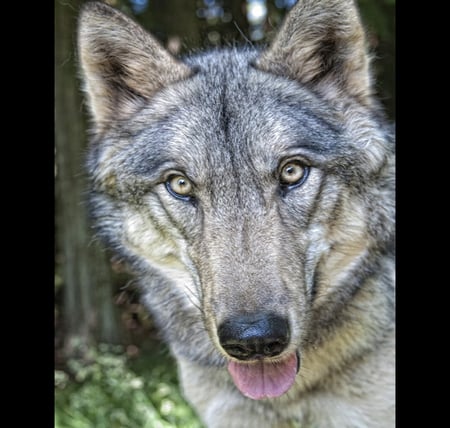 Canis Lupis - wolves, hot, animals, eyes, wild