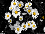 daisies