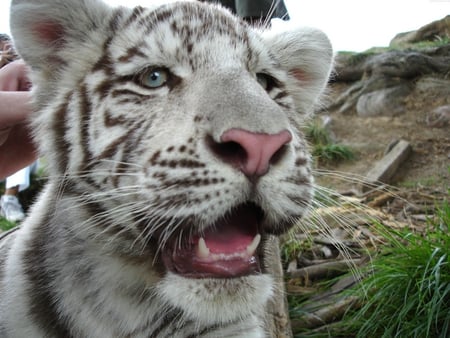 Tiger Cub - white, cub, tiger, cat