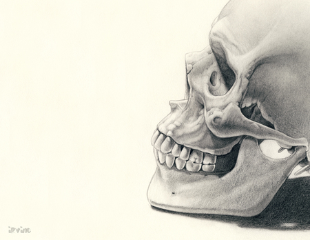 Skull - skull, drawing, cg, white, sketch, abstract, skeleton, head, bone