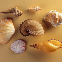 Shells