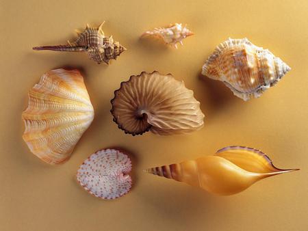 Shells - abstract, shapes, 3d, shells