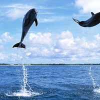 Dolphins