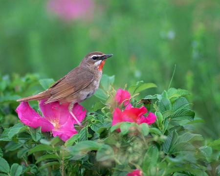 Bird - flowers, animal, pink, bird