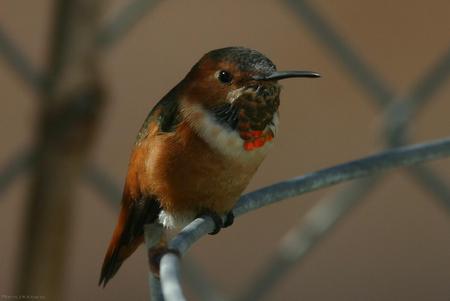 Hummingbird - animal, bird, branch, hummingbird