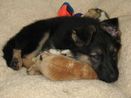 10 week old GSD - cute, gsd, puppies, german shepherd