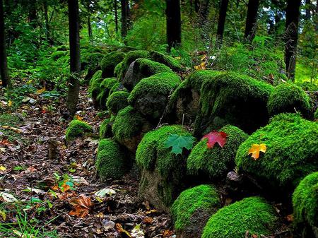 First fall leaves - trees, yellow, bushes, moss, leaves of fall, fallen, red, forest rich green, rocks