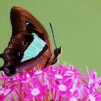 Butterfly on pink flowers