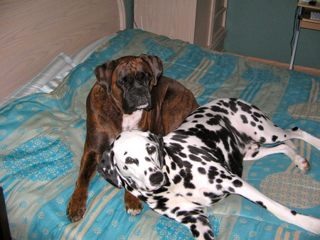 love - dayna, resting, boxer, a hard day