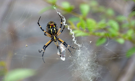 Spider and its web - nature, spider, arachnid, spiderweb, web