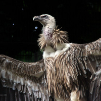 Himalayan Griffon Vultures